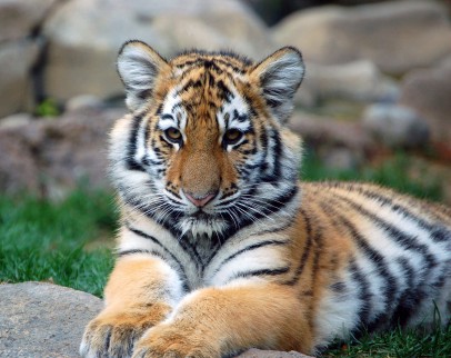 Tiger Cub