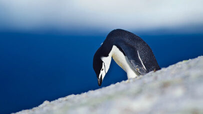 king-penguins-antarctica