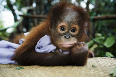 Borneo Orangutan Survival