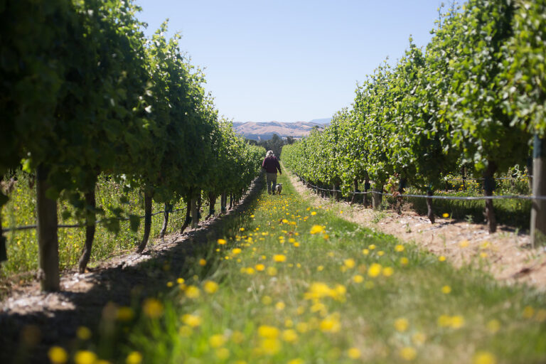 Yealands giveaway Sauvignon Blanc day