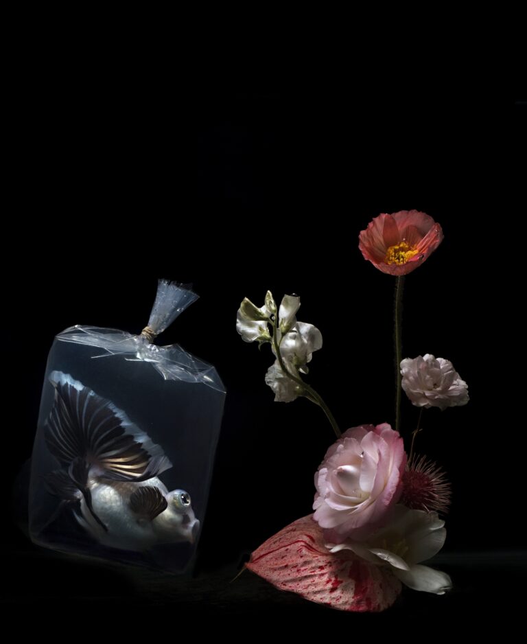 Plastic Fish, Lilli Waters