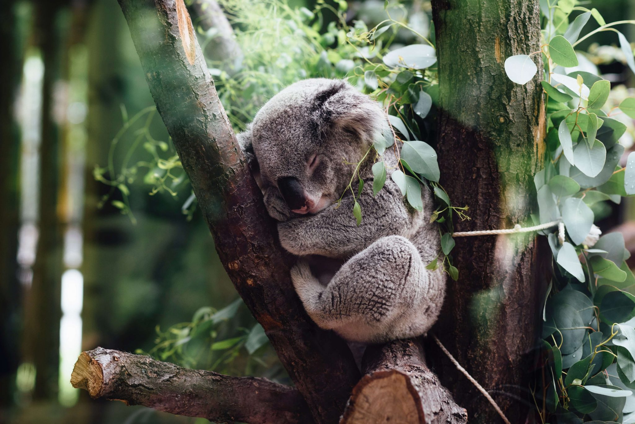 Australian Natives under threat