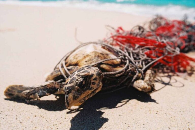 Ghost Nets Australia