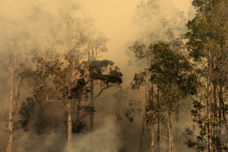 The Climate Crisis – How to Make an Impact