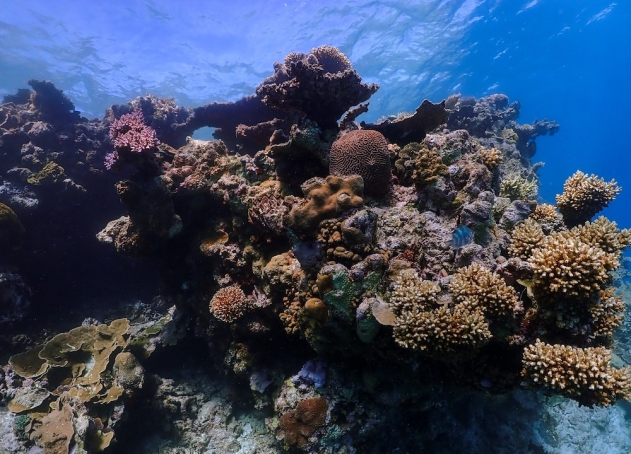 “Compromised and in Decline”: A Tragic Tipping Point for Our Reef ...