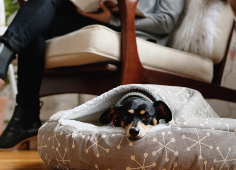 It’s a Dog’s Life! Some of Our Fave Sewing Patterns for Pooches