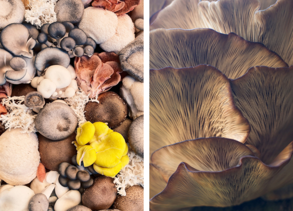 So You Want to be a Citizen Scientist? Why Not Forge a New Relationship