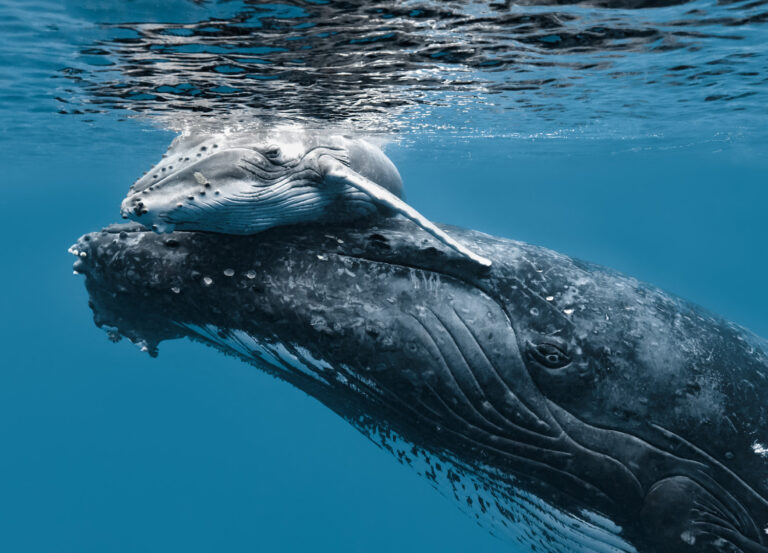 Art with Heart: Can a Single Photo Help Protect the Natural World?