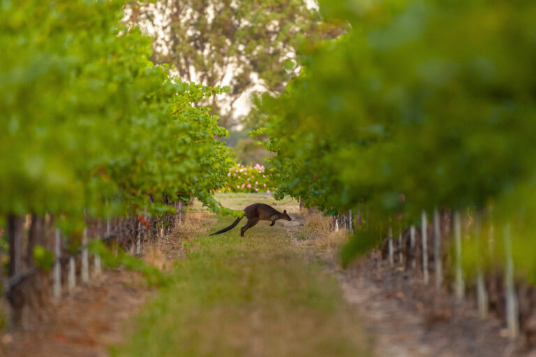 Generate Good: The Winery Preserving Both Land and Grapes