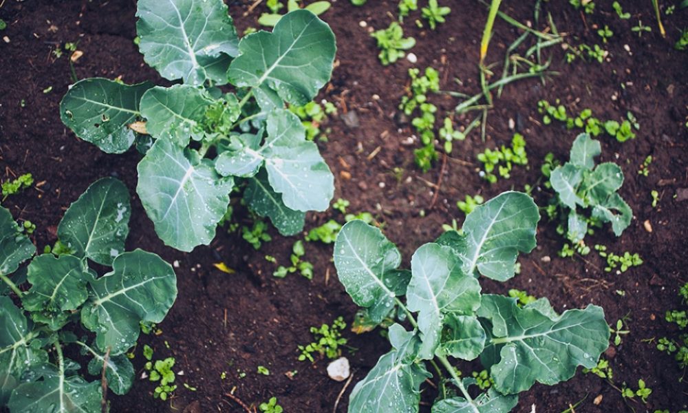 20141013204314-IMG_0173_pp_w960_h614_