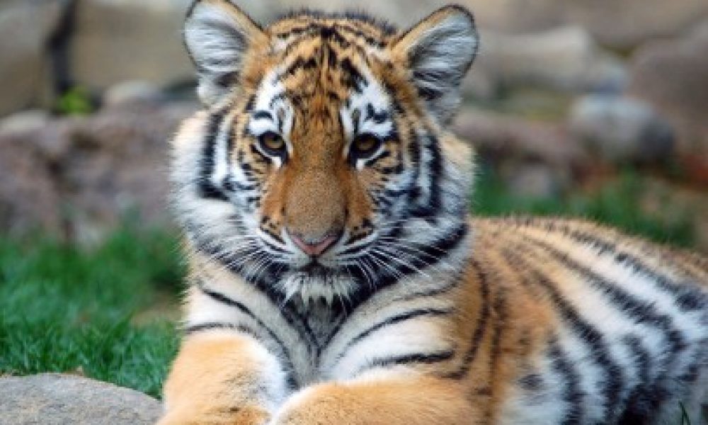 Tiger Cub