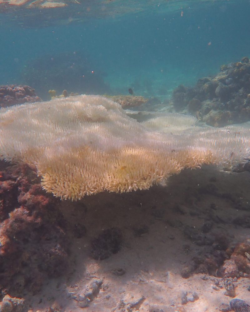 BleachedAcropora able coral. April 2024. One Tree Island Reef