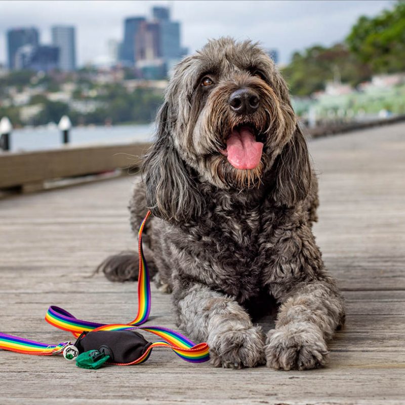 CC-Peppermint-Ziipup