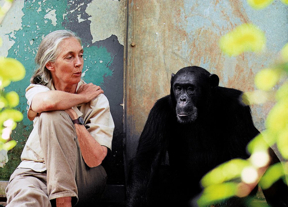 Dr. Jane Goodall