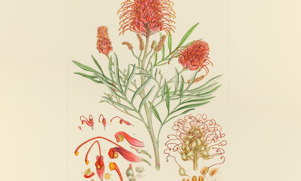 Entwined-exhibition-state-library-queensland