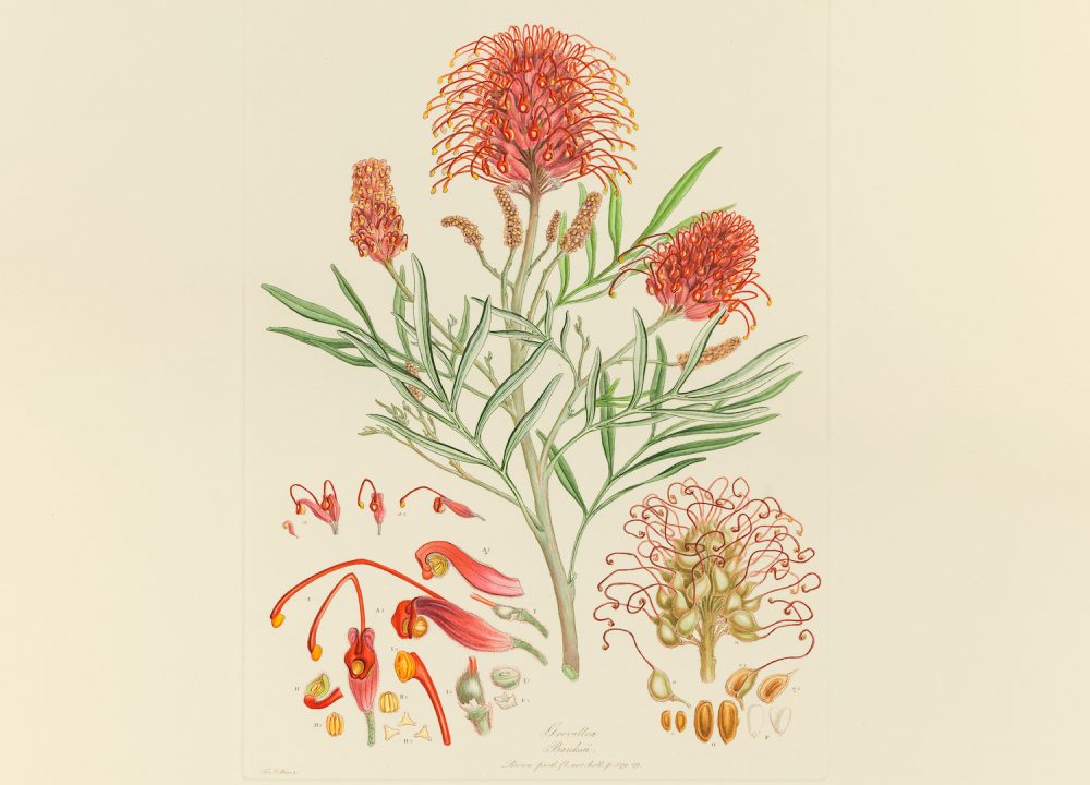 Entwined-exhibition-state-library-queensland