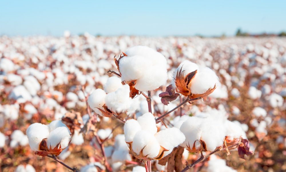 Fairtrade-Cotton