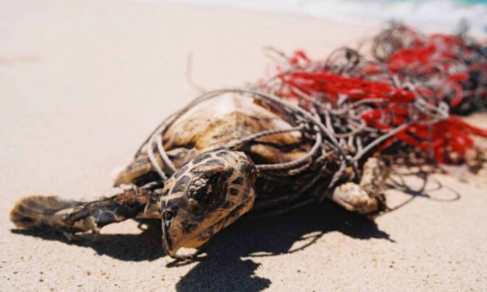 Ghost Nets Australia