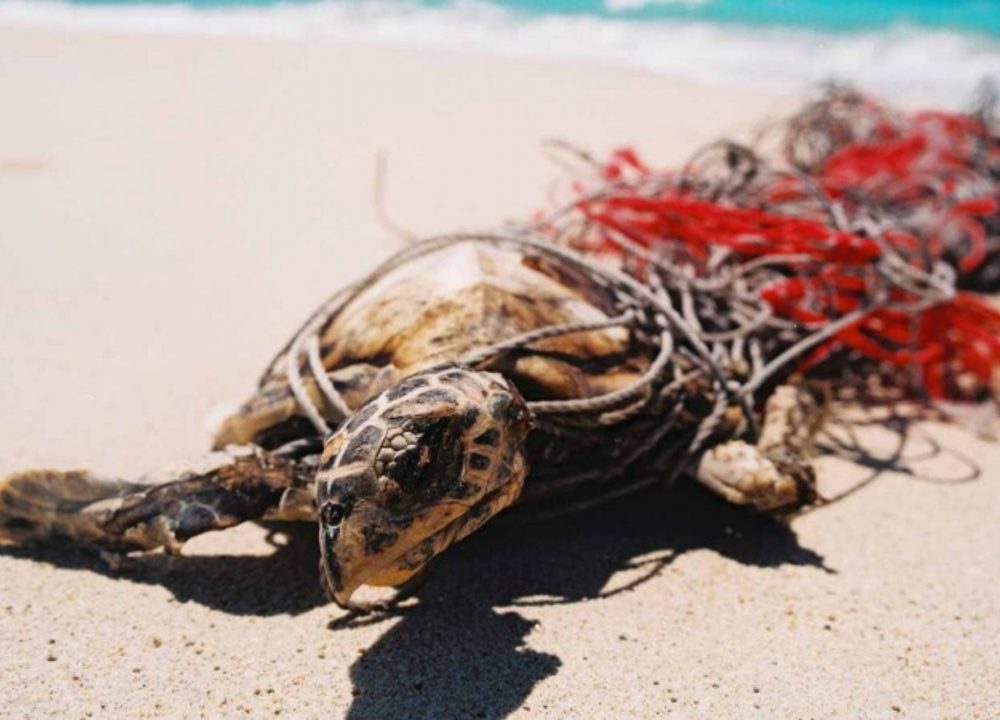 Ghost Nets Australia