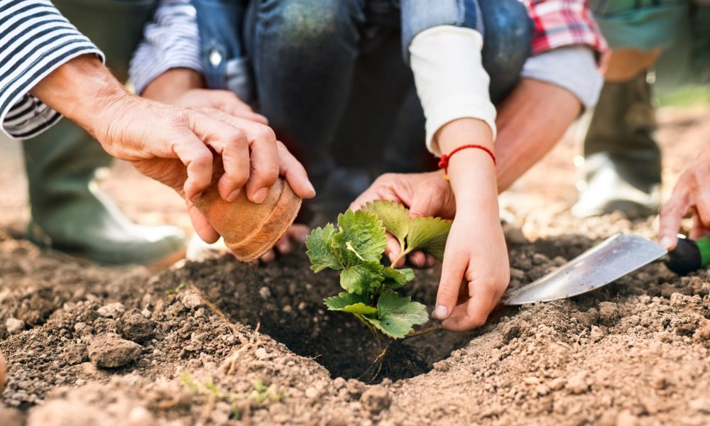 Horticulture for happiness