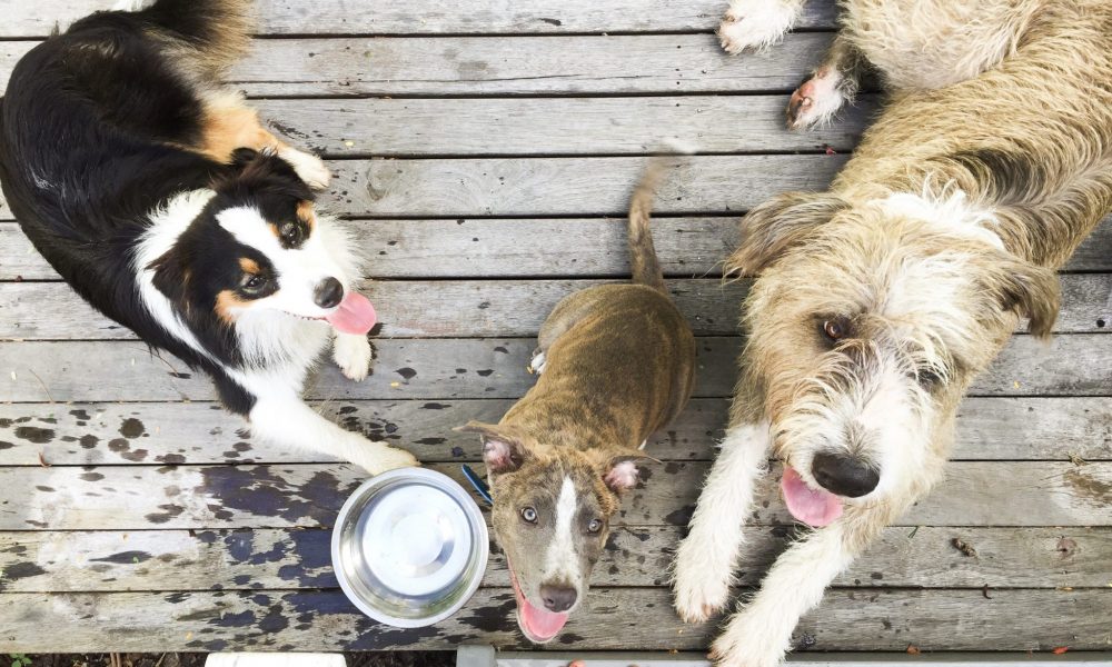 Waste-free pets, zero waste living