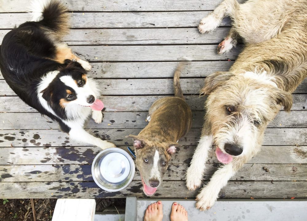 Waste-free pets, zero waste living