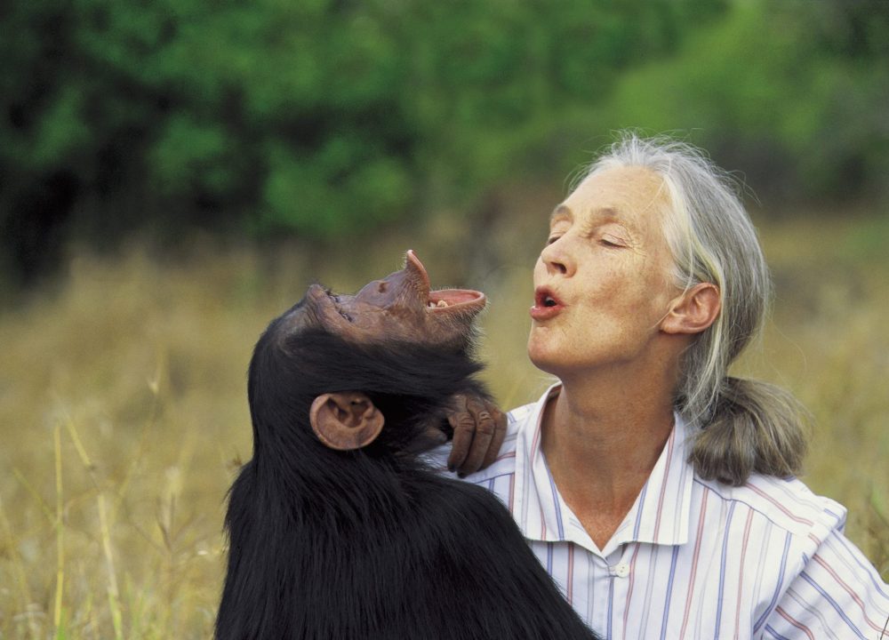 Jane Goodall