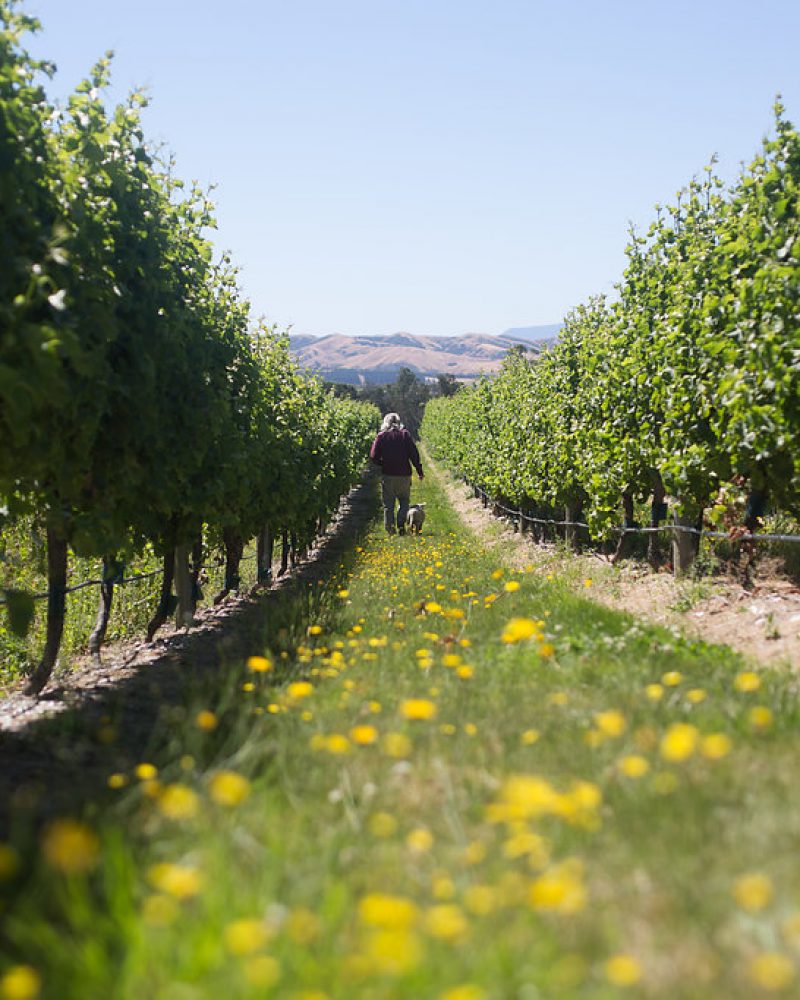 Yealands giveaway Sauvignon Blanc day