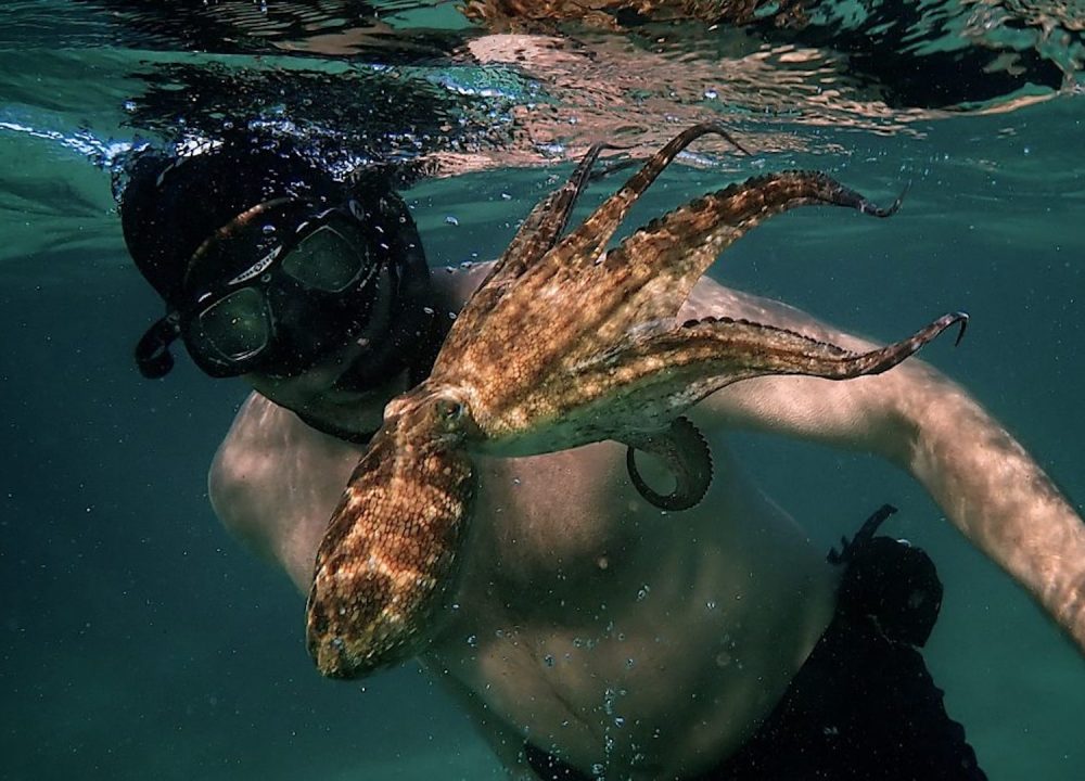 My-Octopus-Teacher-2