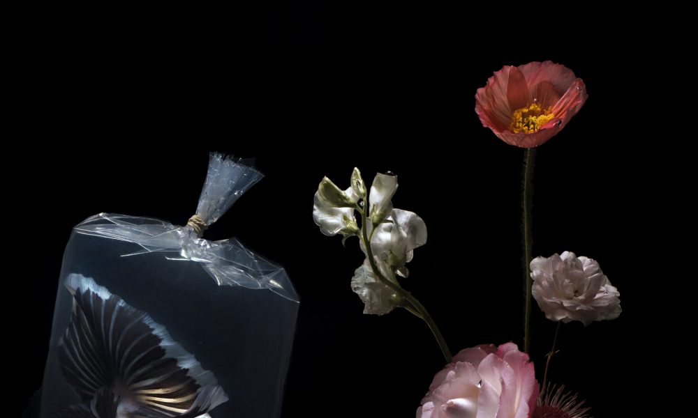 Plastic Fish, Lilli Waters