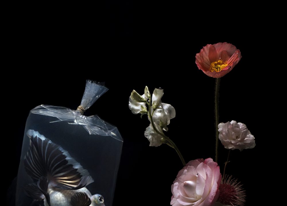 Plastic Fish, Lilli Waters