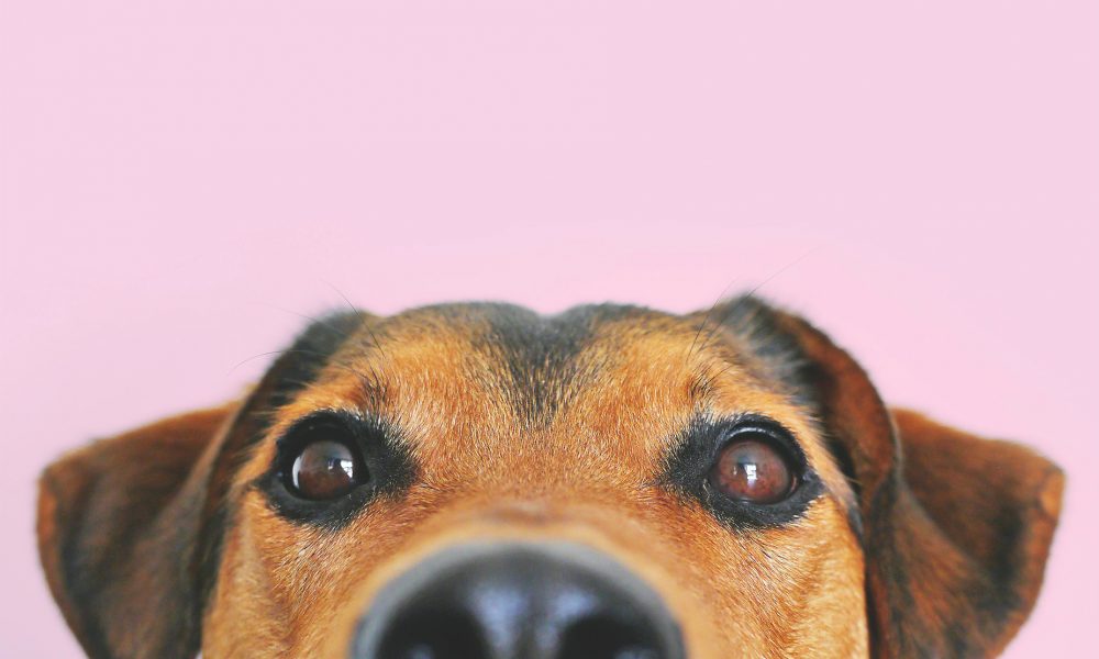 Peppermint-PetsHeader