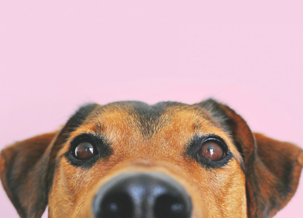 Peppermint-PetsHeader