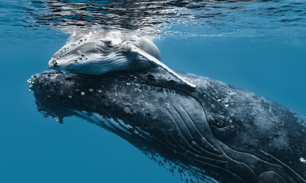 Rainforest-Rescue-Jasmine-Carey-9