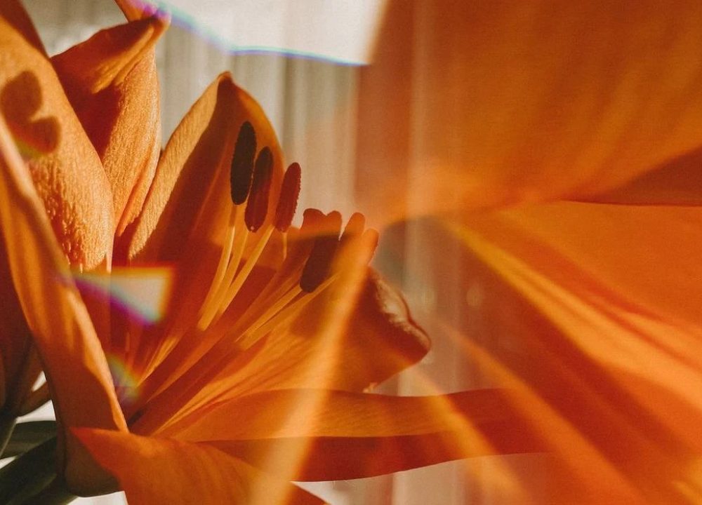 SL-2022-Sunrise Lilies-Olivia Peters