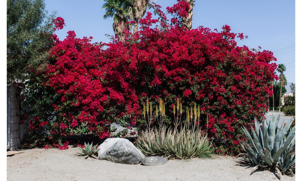 Say Peace! Posters Desert
