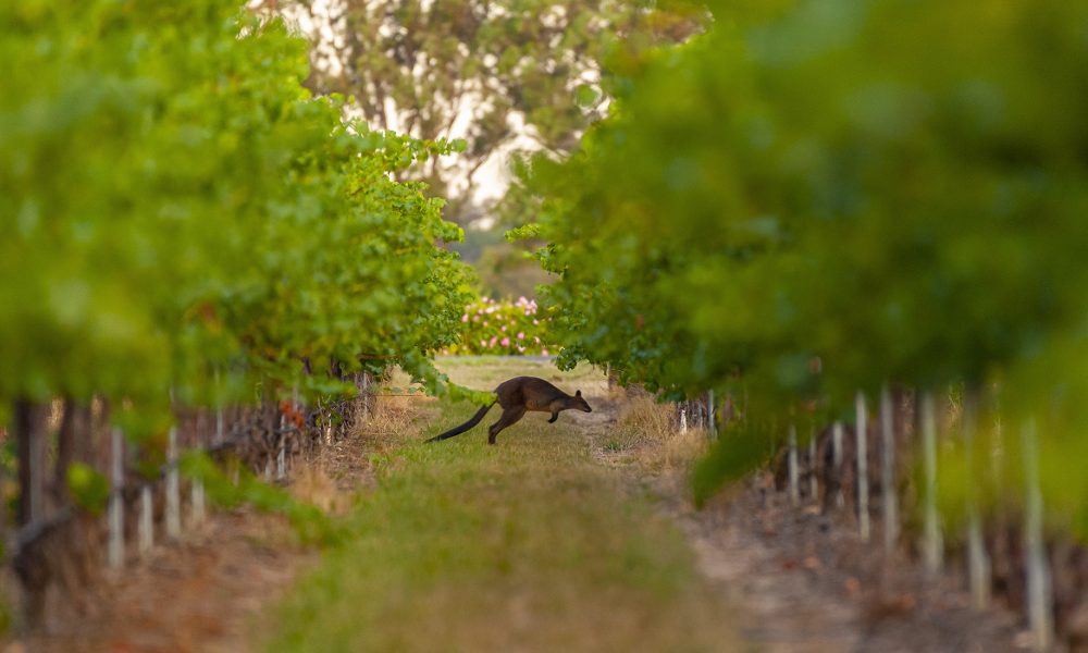 Yalumba
Coonawarra, South Australia
Photo: John Krüger