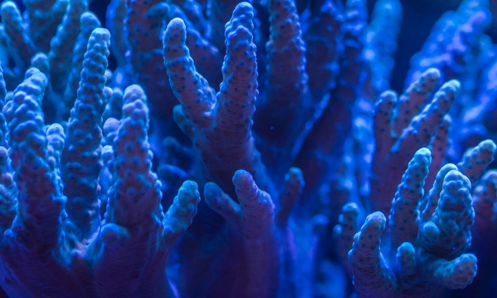 aquatic coral