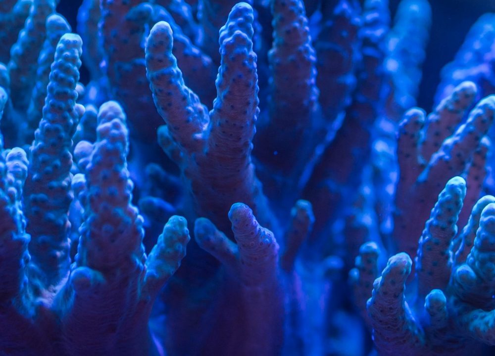 aquatic coral