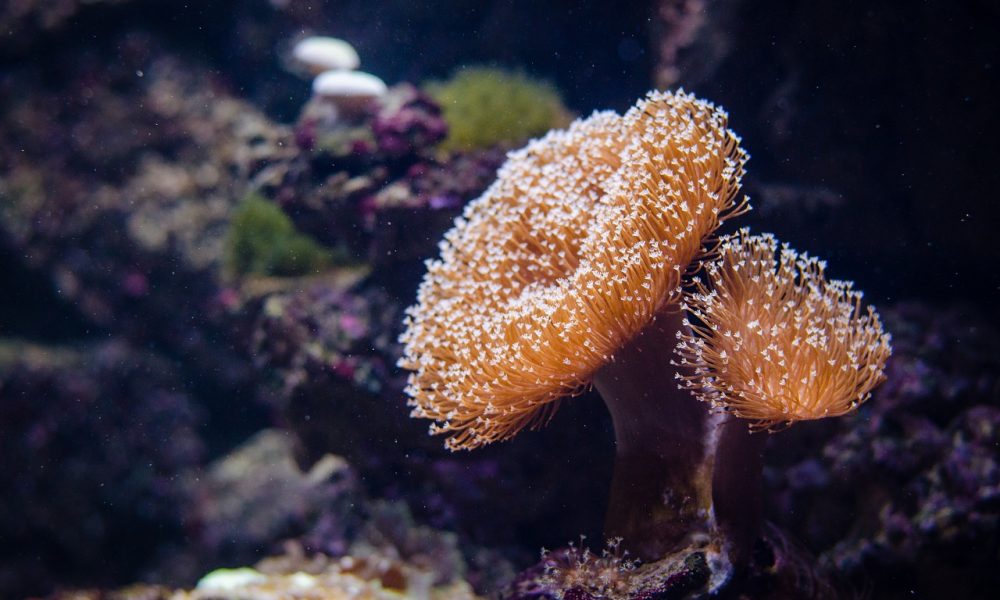 Coral great barrier reef