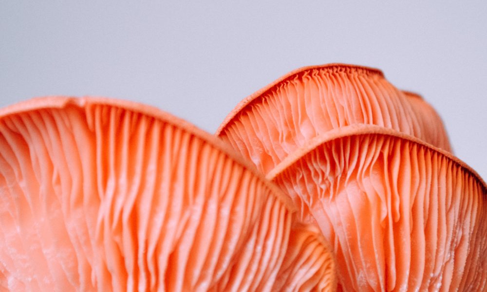 hidden-kingdom-of-fungi-1