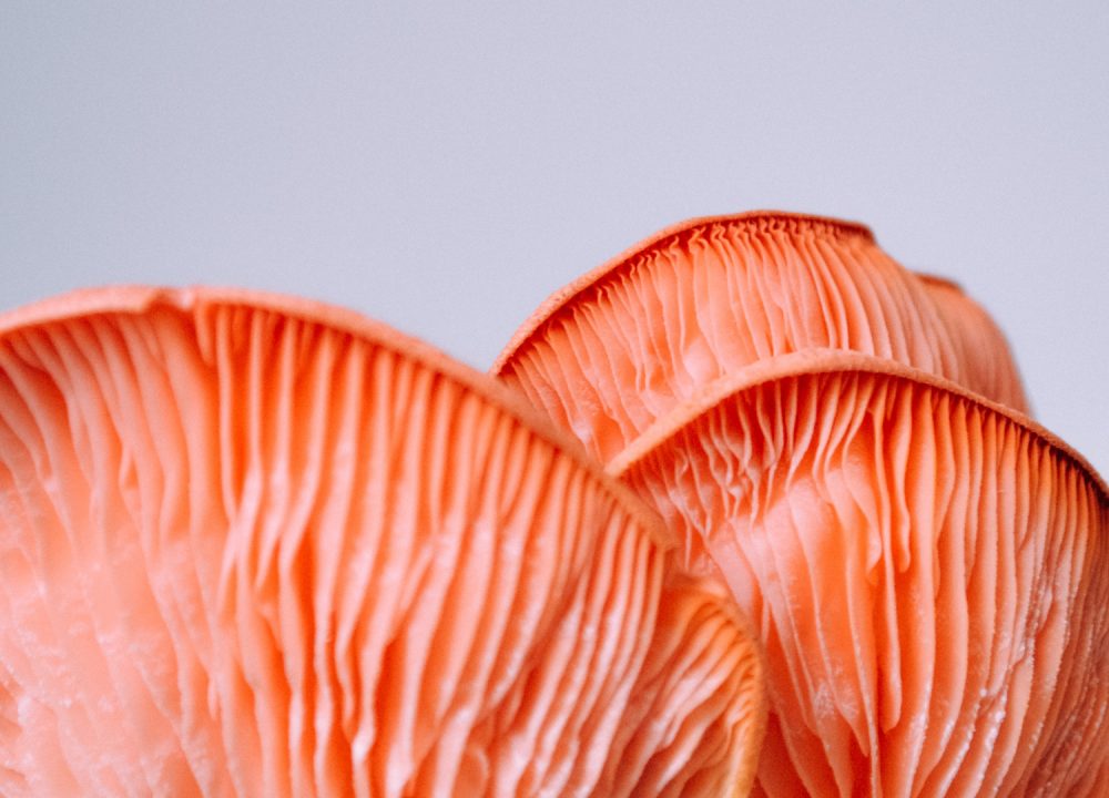 hidden-kingdom-of-fungi-1