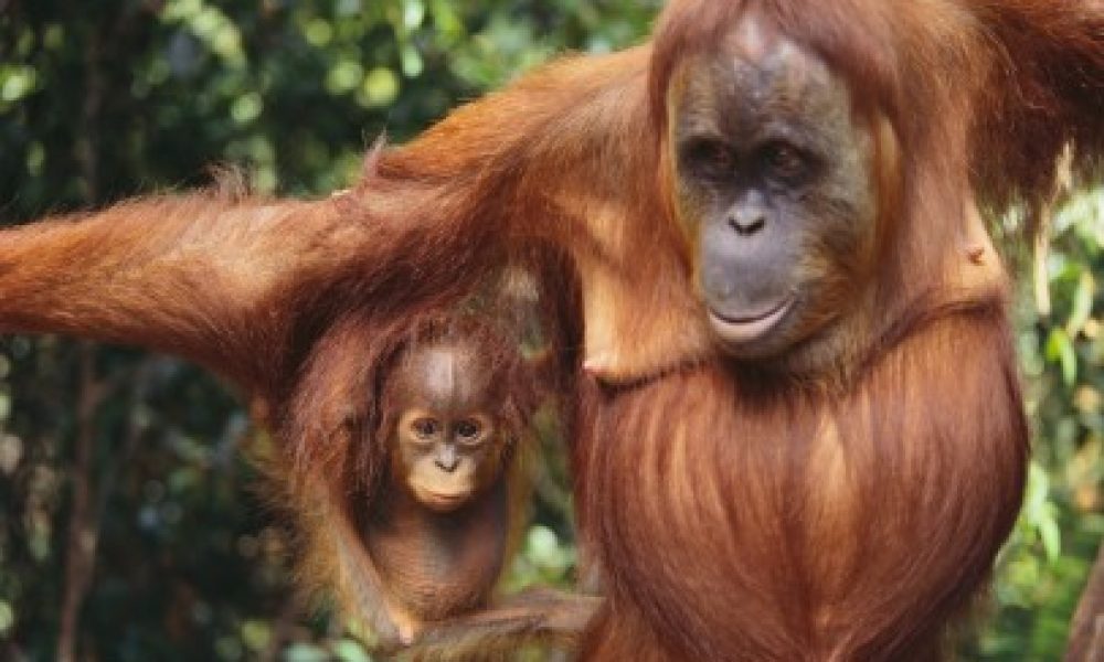 Orangutan and Baby ©Corbis