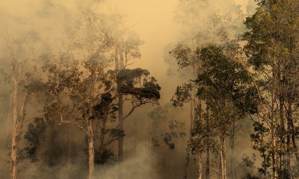 peppermint-climate-crisis2