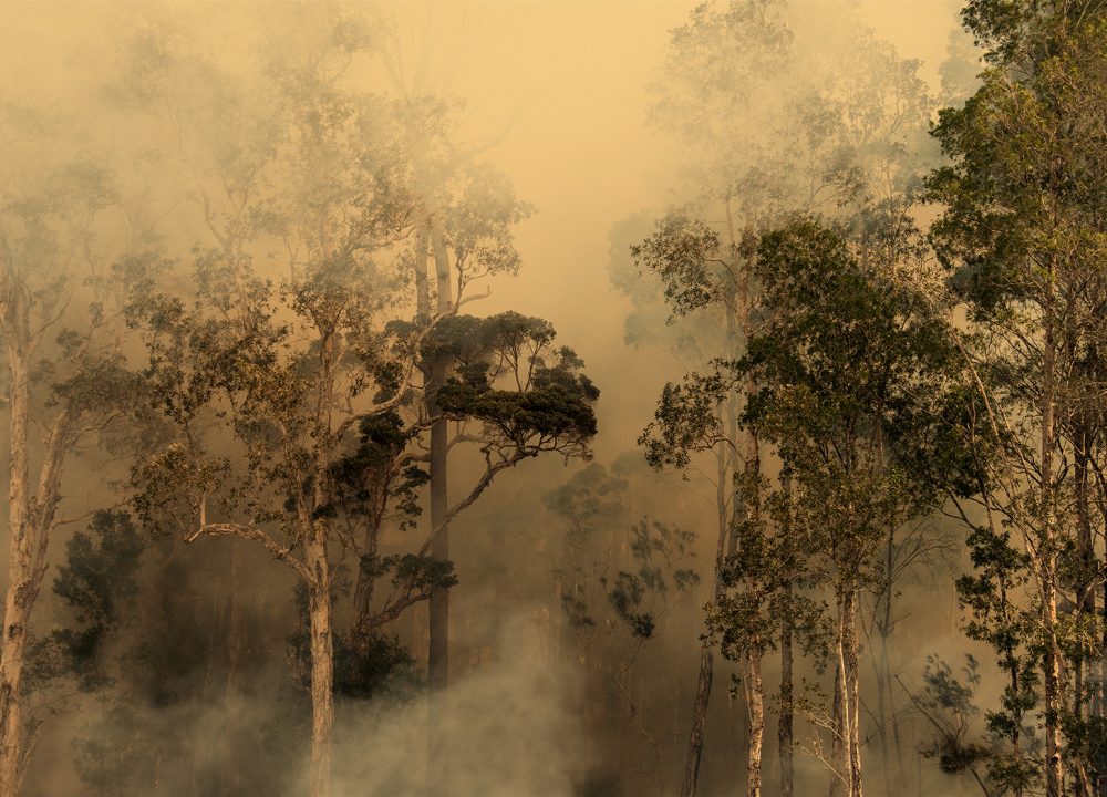 peppermint-climate-crisis2