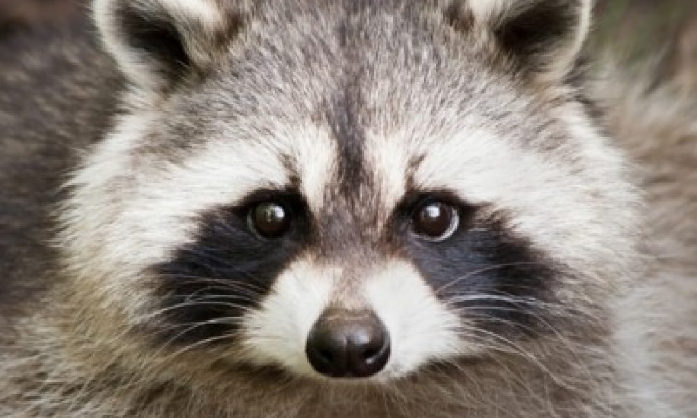 Raccoon courtesy of PETA