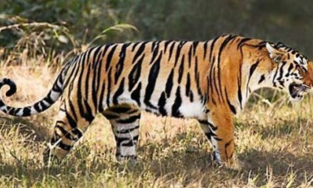 Tiger by Roger Hooper WWF